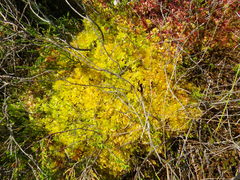 Sphagnum molle