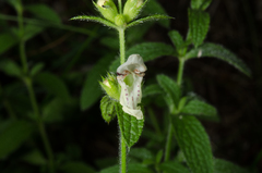Stachys recta