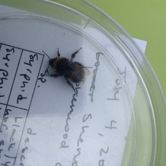 Bombus lucorum