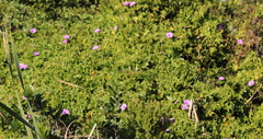 Ipomoea cairica cairica