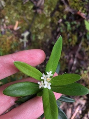 Pimelea drupacea