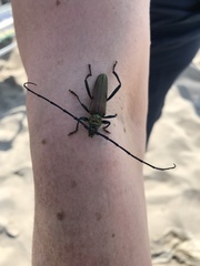 Aromia moschata moschata