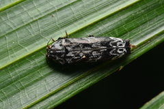 Coraebus aesopus