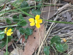 Goodenia hederacea alpestris