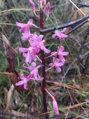 Dipodium roseum