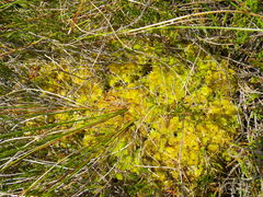 Sphagnum molle