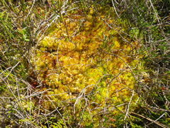 Sphagnum molle