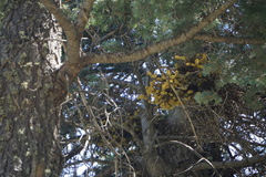 Arceuthobium vaginatum