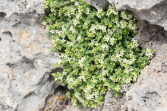 Galium correllii