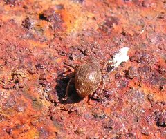 Otiorhynchus smreczynskii