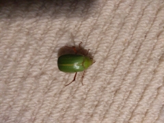 Xylonichus eucalypti