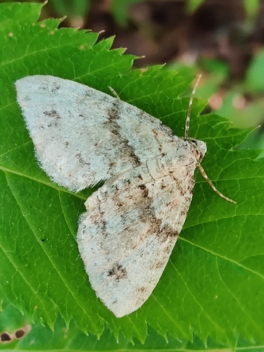 Twin-spot Carpet