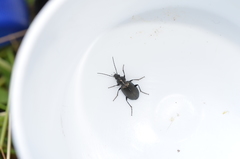 Agonum viduum