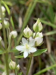Swertia macrosperma