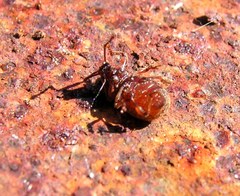 Otiorhynchus smreczynskii