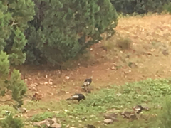 Meleagris gallopavo merriami