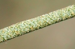 Lorantheae