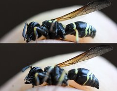 Ancistrocerus catskill