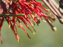 Lorantheae