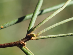 Lorantheae
