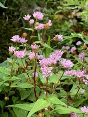 Persicaria runcinata