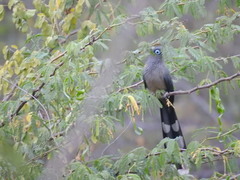 Phaenicophaeus viridirostris