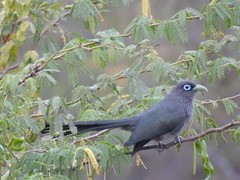 Phaenicophaeus viridirostris