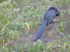 Phaenicophaeus viridirostris