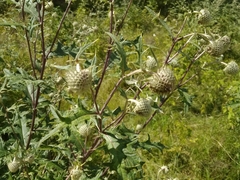 Cirsium chlorocomos