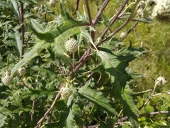Cirsium chlorocomos