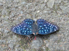 Dichorragia nesimachus formosanus