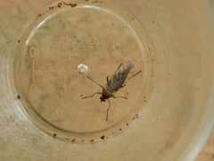 Chiromyzinae