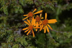 Jacobaea abrotanifolia
