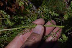 Jacobaea abrotanifolia