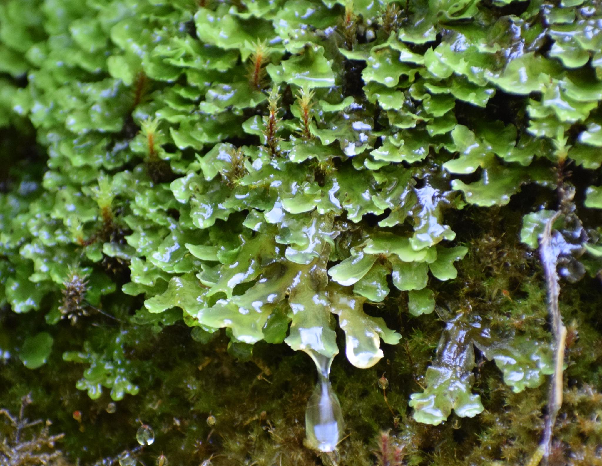 Pellia
