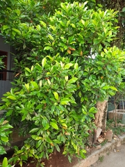 Syzygium aromaticum