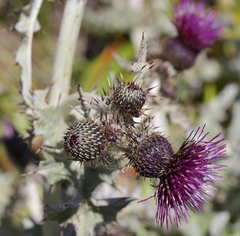 Cirsium douglasii douglasii