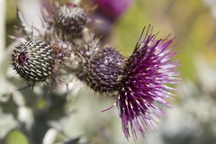 Cirsium douglasii douglasii