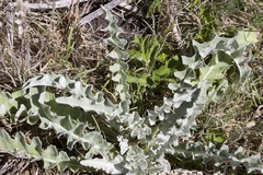 Cirsium douglasii douglasii