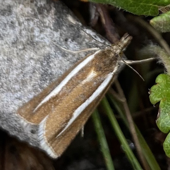Northern Grass-veneer