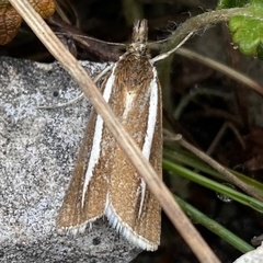 Catoptria furcatella