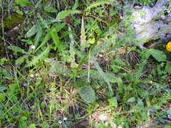 Dactylorhiza majalis