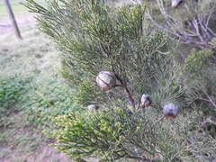 Callitris glaucophylla