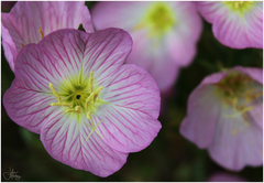 Oenothera grandis
