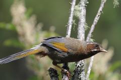 White-Whiskered Laughingthrush photo 2