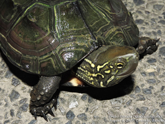 Mauremys reevesii