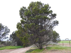 Callitris glaucophylla