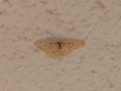 Scopula luridata