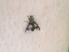 Chrysops relictus
