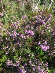 Calluna vulgaris